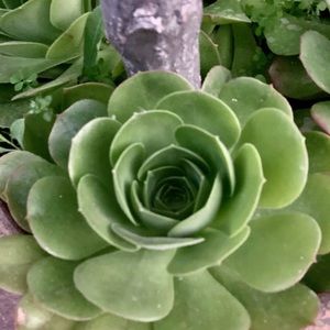 4 Succulent Aeonium Urbicom Cuttings